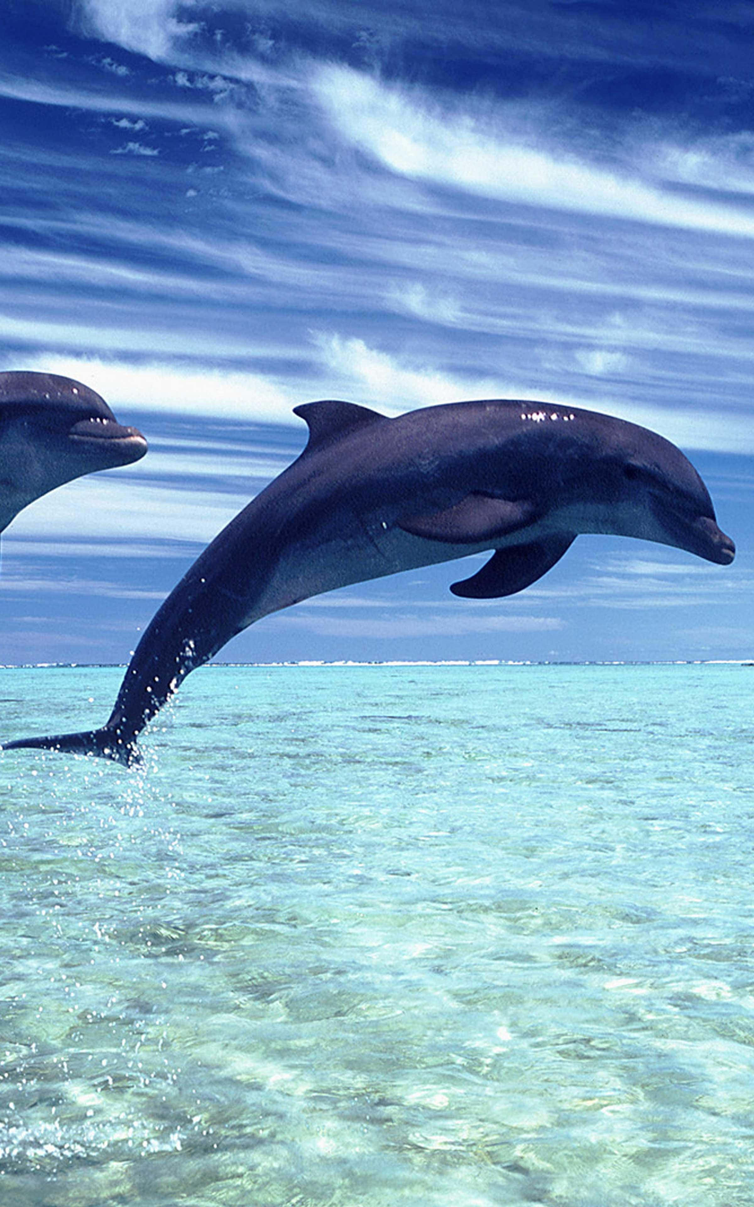 Cool Dolphin 桌布 壁紙 — 兩隻海豚在蔚藍天空和薄雲下，從碧綠海水優雅躍起。