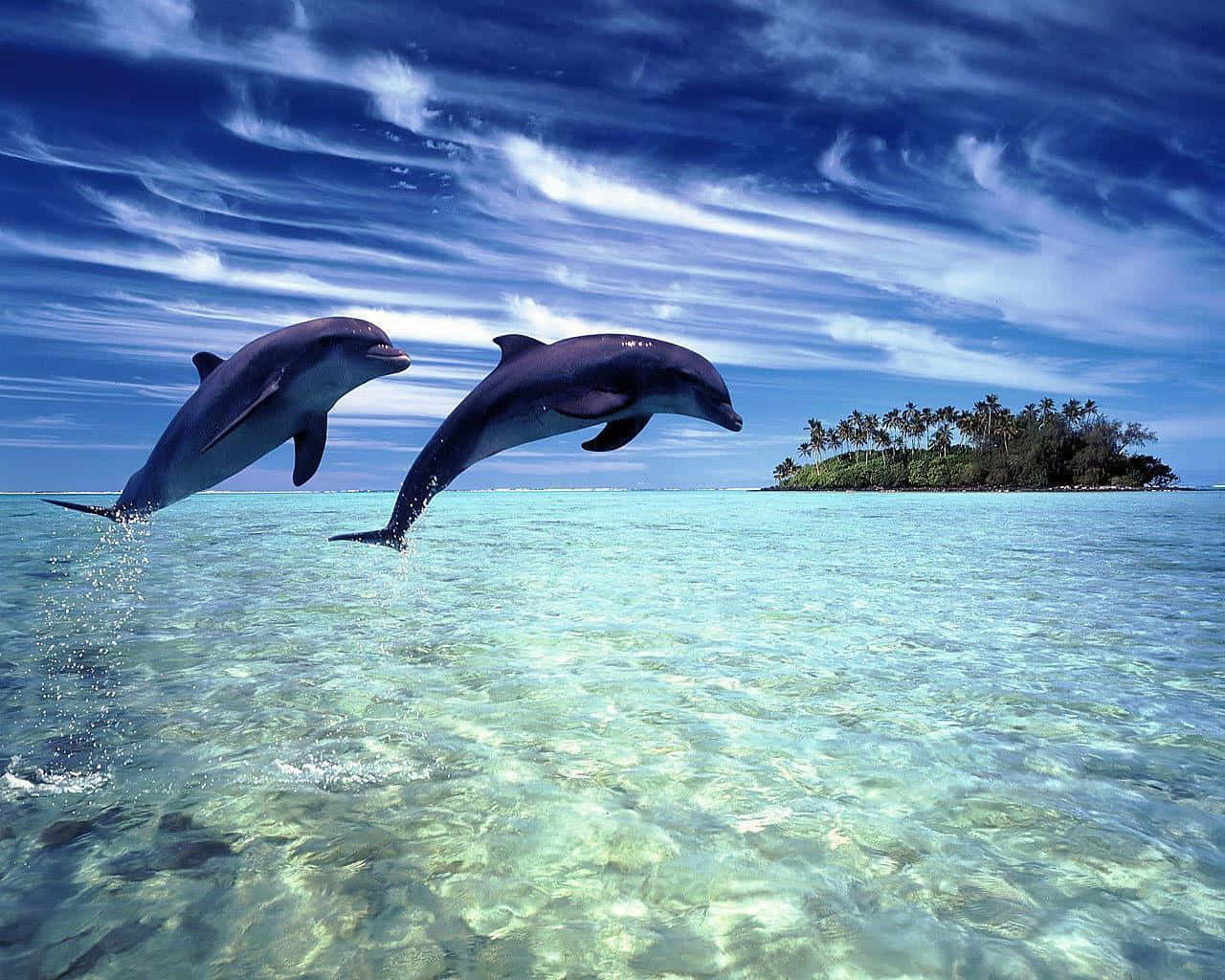 dolphins 桌布 壁紙 — 兩隻海豚在蔚藍天空與薄雲映襯下，從碧綠海水優雅躍起。