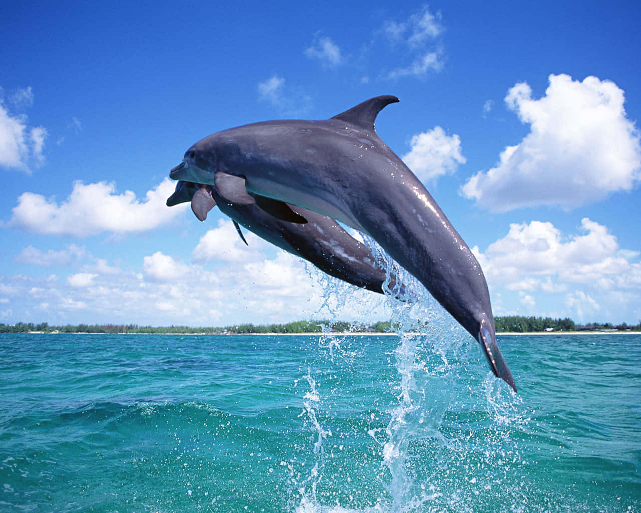 dolphins 桌布 壁紙 — 兩隻海豚在蔚藍的天空下，從碧綠的海水中優雅地躍起，天空點綴著蓬鬆的白雲。