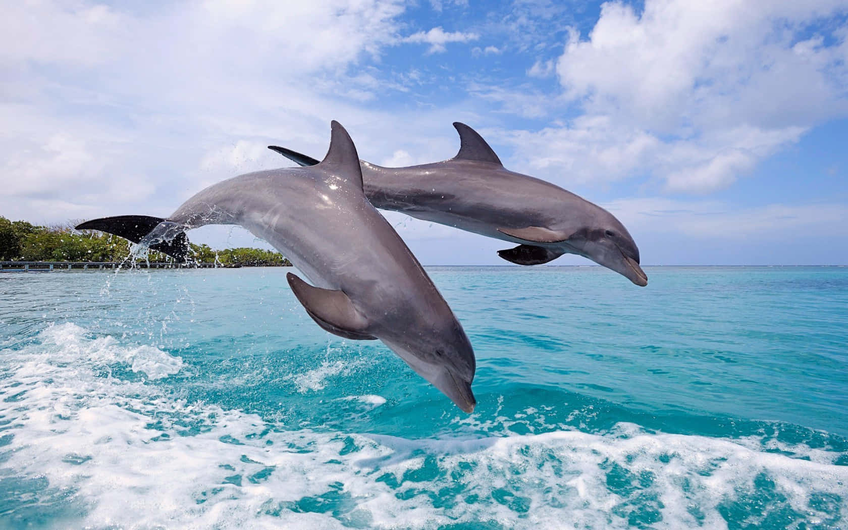 dolphins 桌布 壁紙 — 兩隻海豚在藍天白雲下，從碧綠的海水中優雅地躍起。