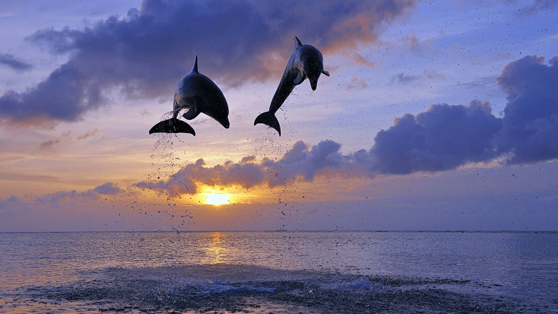dolphins 桌布 壁紙 — 兩隻海豚在金色太陽和紫色雲朵的 vibrant 日落天空背景下，優雅地從海浪中躍起。