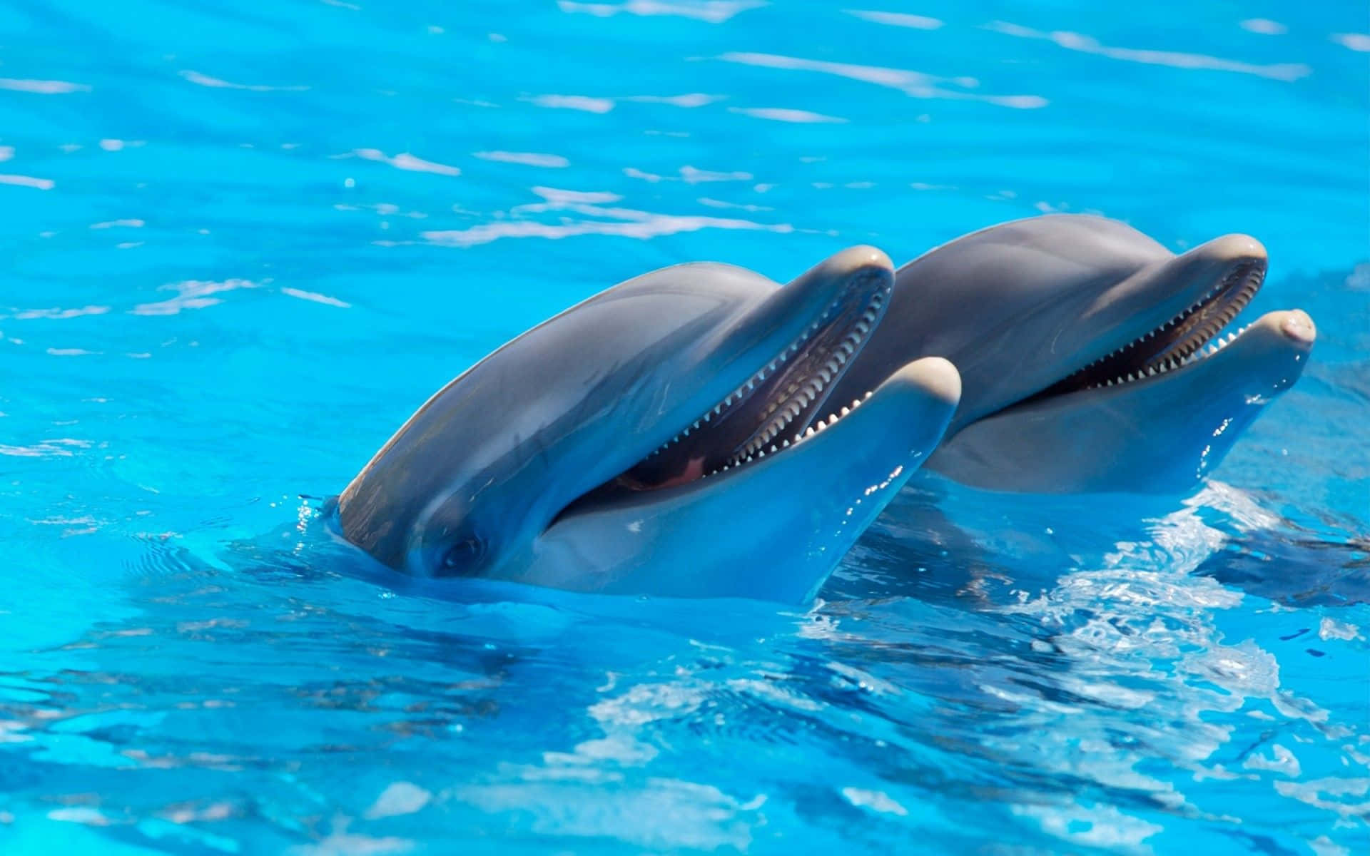 dolphins 桌布 壁紙 — 兩隻海豚張開嘴巴，帶著閃閃發光的水珠，歡快地衝出充滿活力的藍色水面。