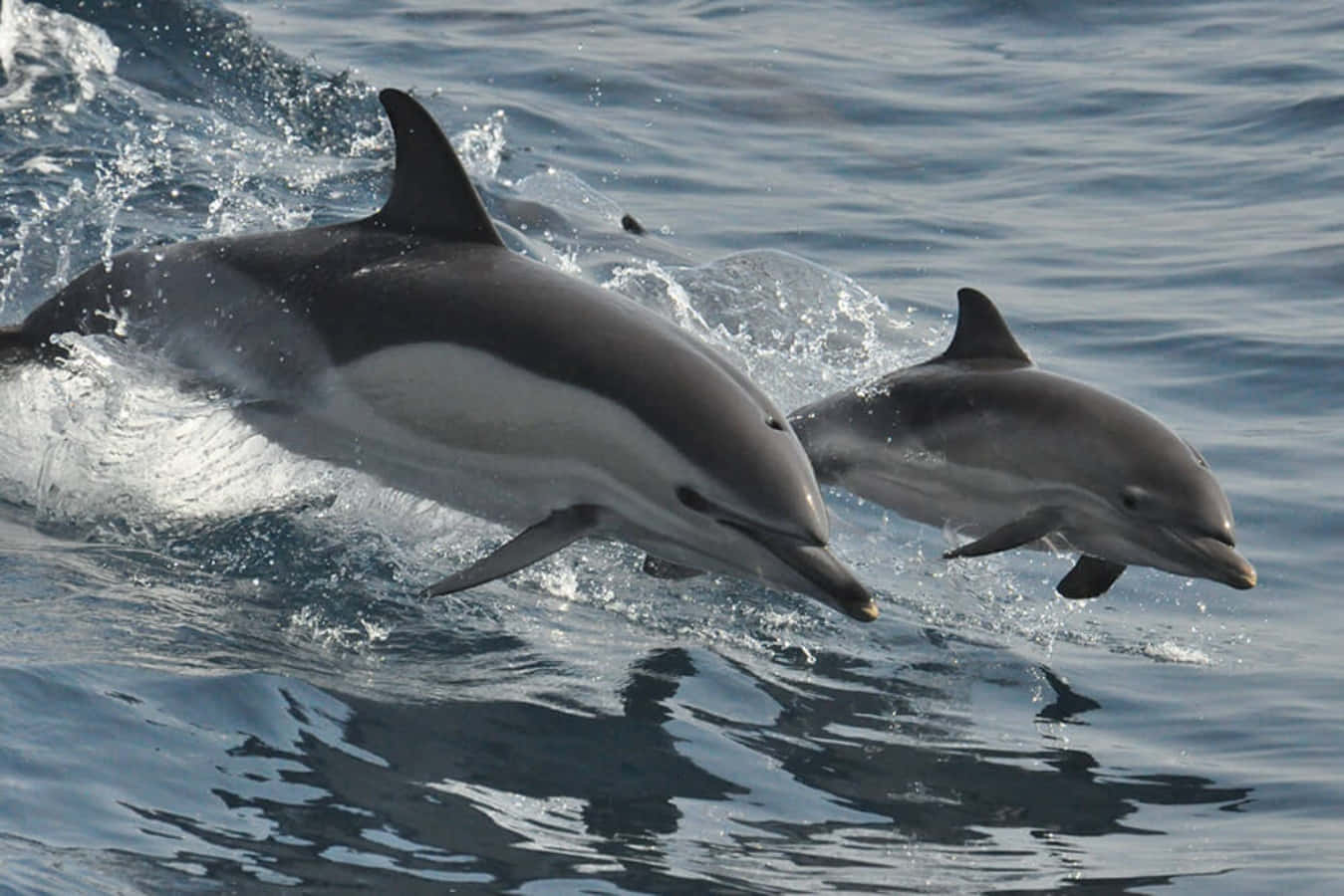 dolphins 桌布 壁紙 — 兩隻海豚從深藍色的海浪中動態躍起，在明亮的日光下創造出閃閃發光的水花。