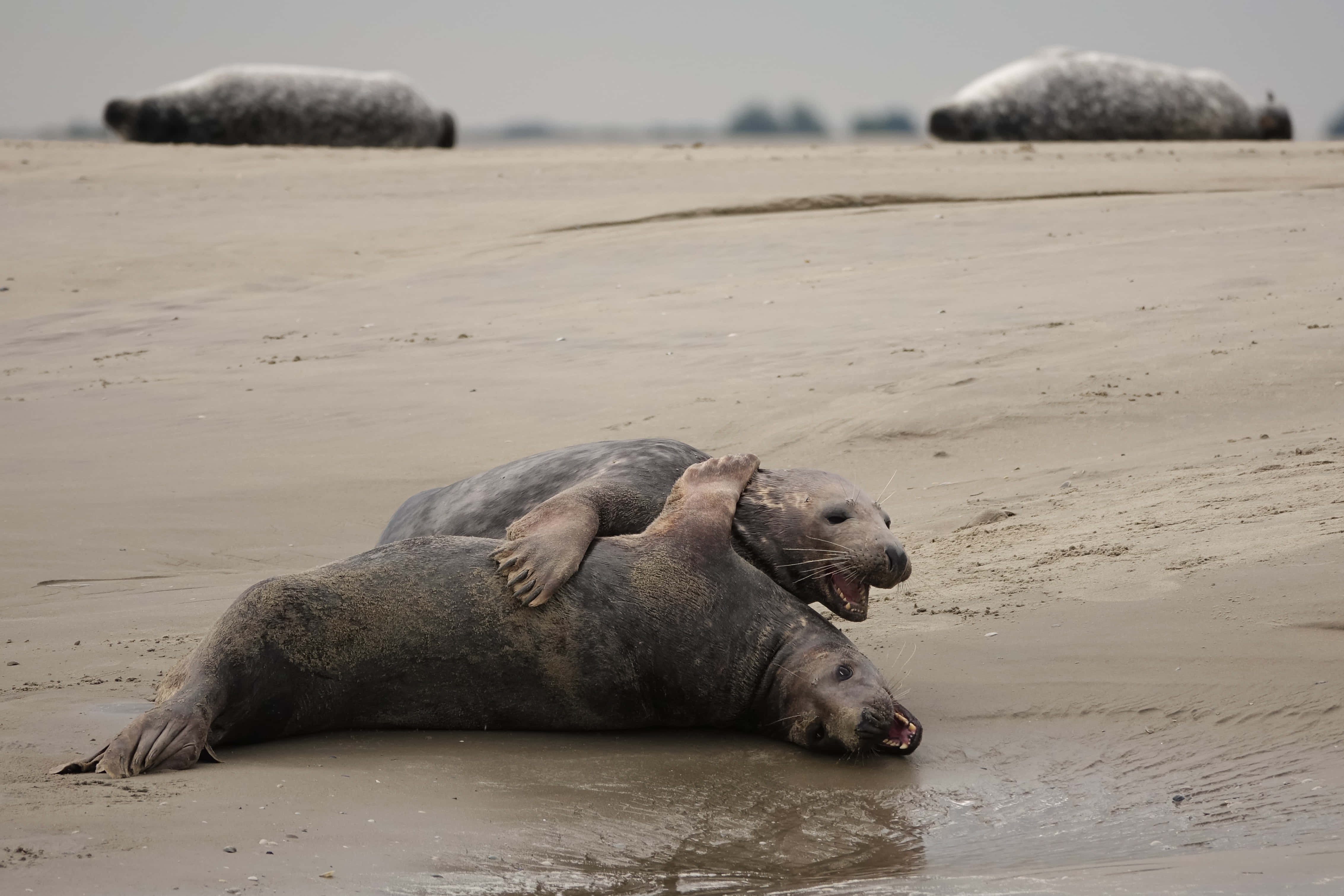動物 桌布 壁紙 — 兩隻海豹在濕沙灘上嬉戲摔跤，遠處有其他海豹在多雲的天空下休息。