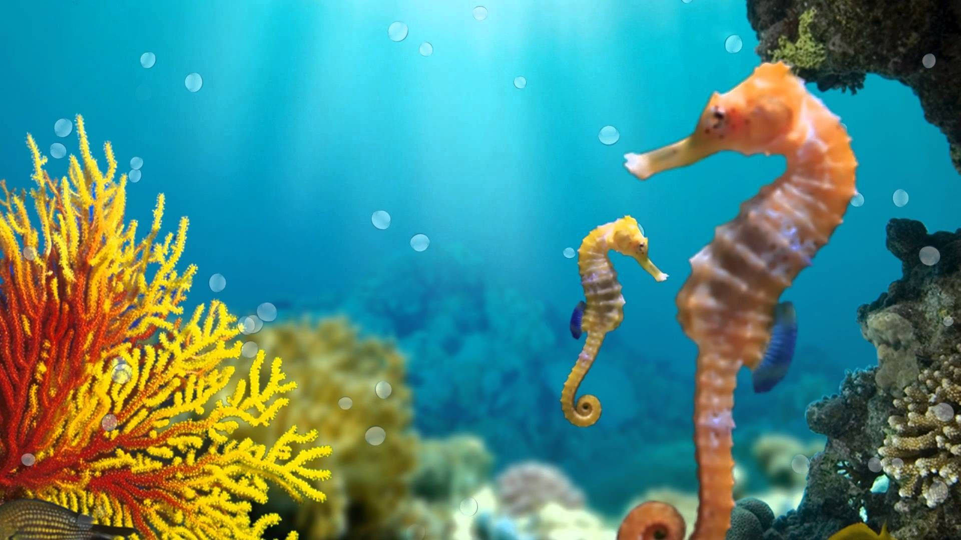 海馬 桌布 壁紙 — 兩隻海馬在陽光照射的海水中，在充滿活力的珊瑚附近優雅地游泳，周圍有浮動的氣泡。
