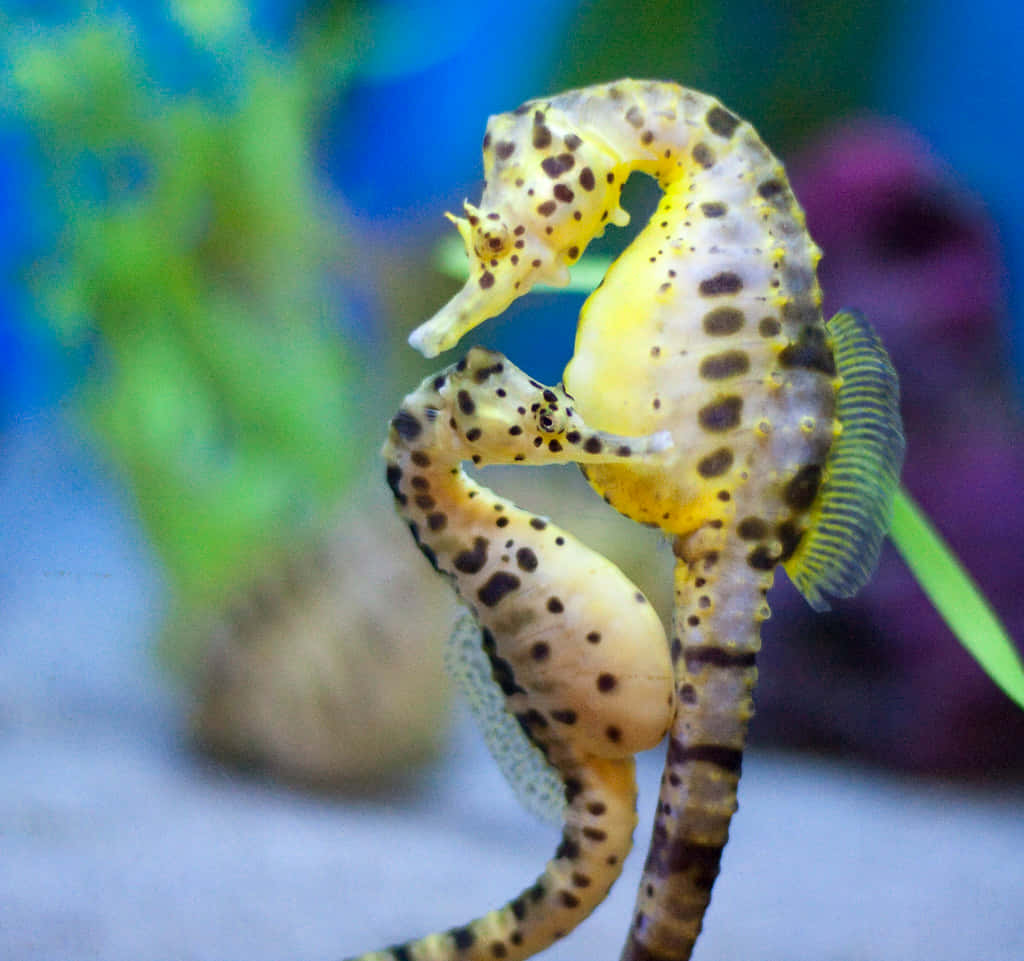 兩隻海馬站在水族箱中 壁紙