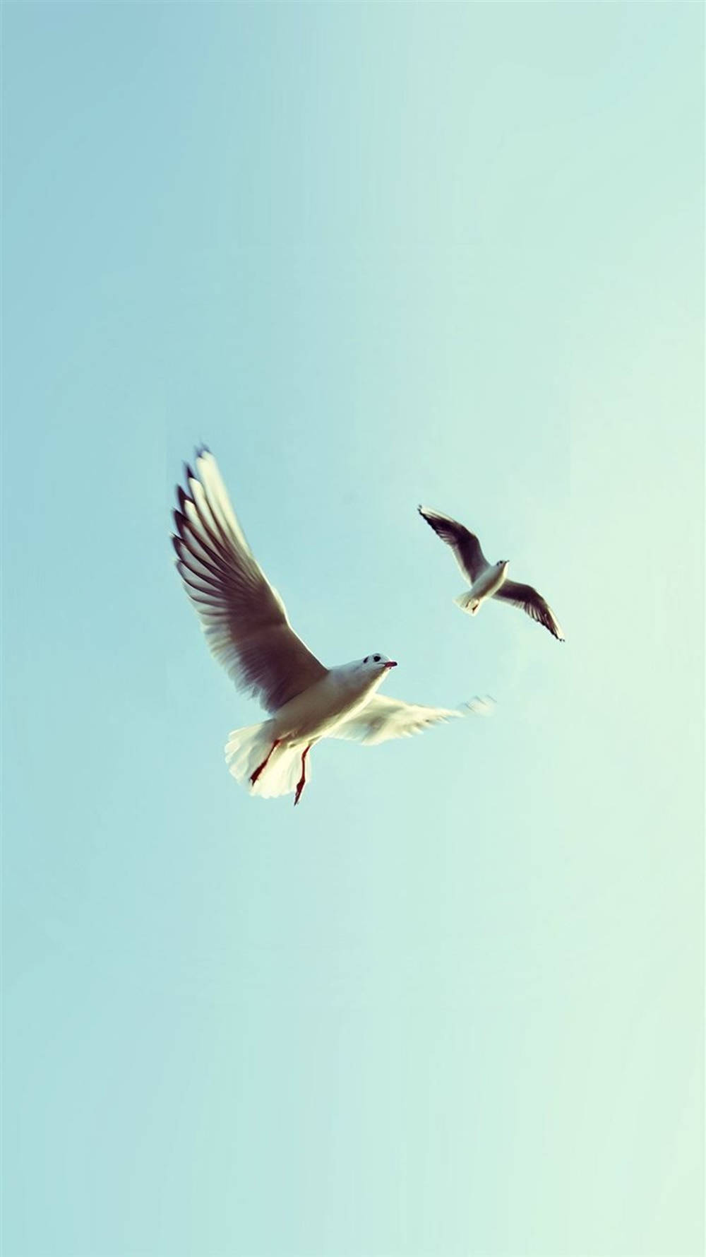 鳥類飛翔 桌布 壁紙 — 兩隻海鷗在柔和漸變的天空中優雅翱翔，天空從淡藍色過渡到薄荷綠。