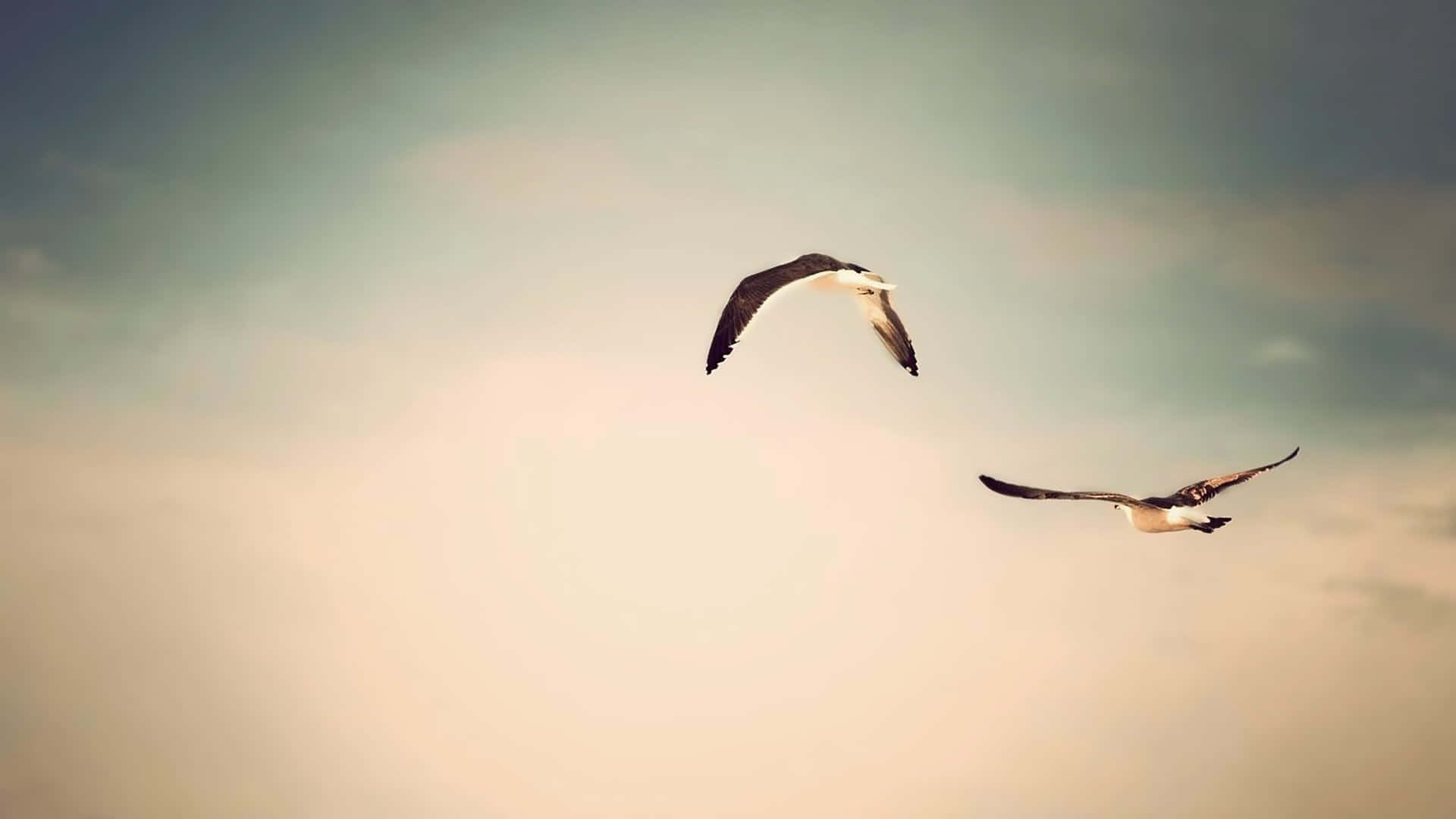 flying 桌布 壁紙 — 兩隻海鷗在柔和漸變的天空中優雅翱翔，天空從溫暖的蜜桃色過渡到清涼的青色。