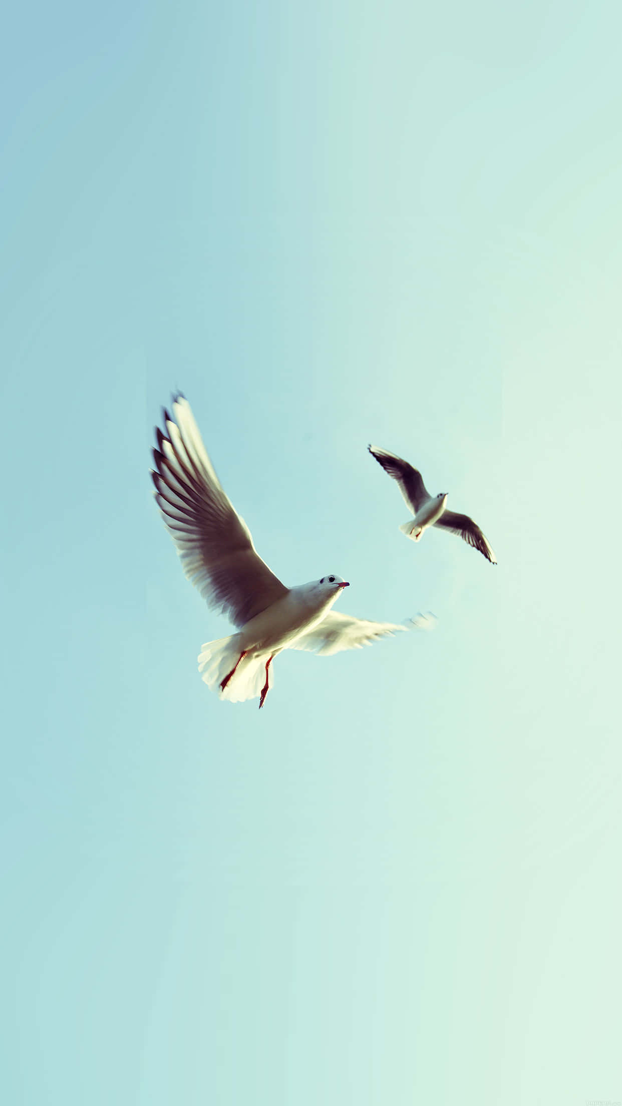 birds 桌布 壁紙 — 兩隻海鷗在柔和的漸層天空中優雅地翱翔，翅膀在空中張開。