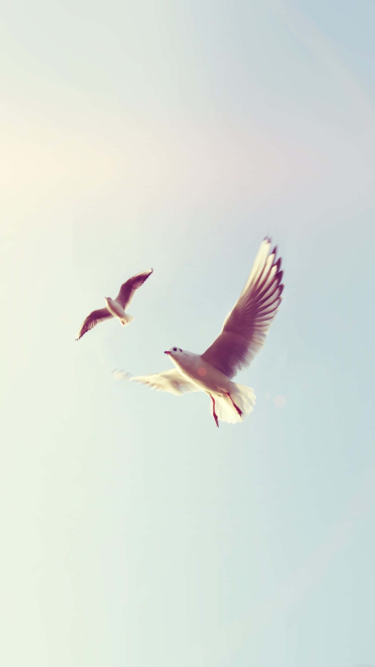 Pigeon 桌布 壁紙 — 兩隻海鷗在柔和的粉彩天空下優雅翱翔，帶有輕微的鏡頭眩光。
