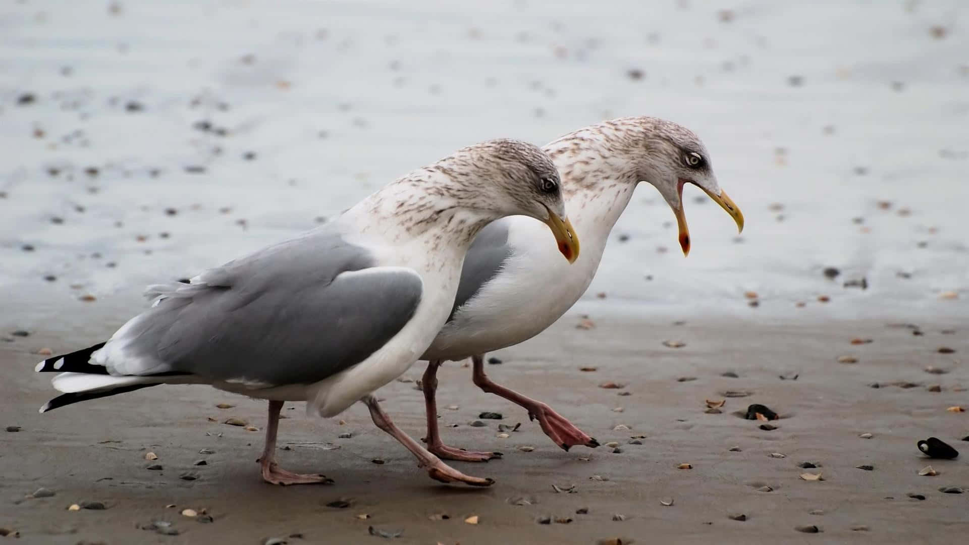 Seagull 桌布 壁紙 — 兩隻海鷗站在水邊濕沙上，其中一隻張開喙，好像在叫