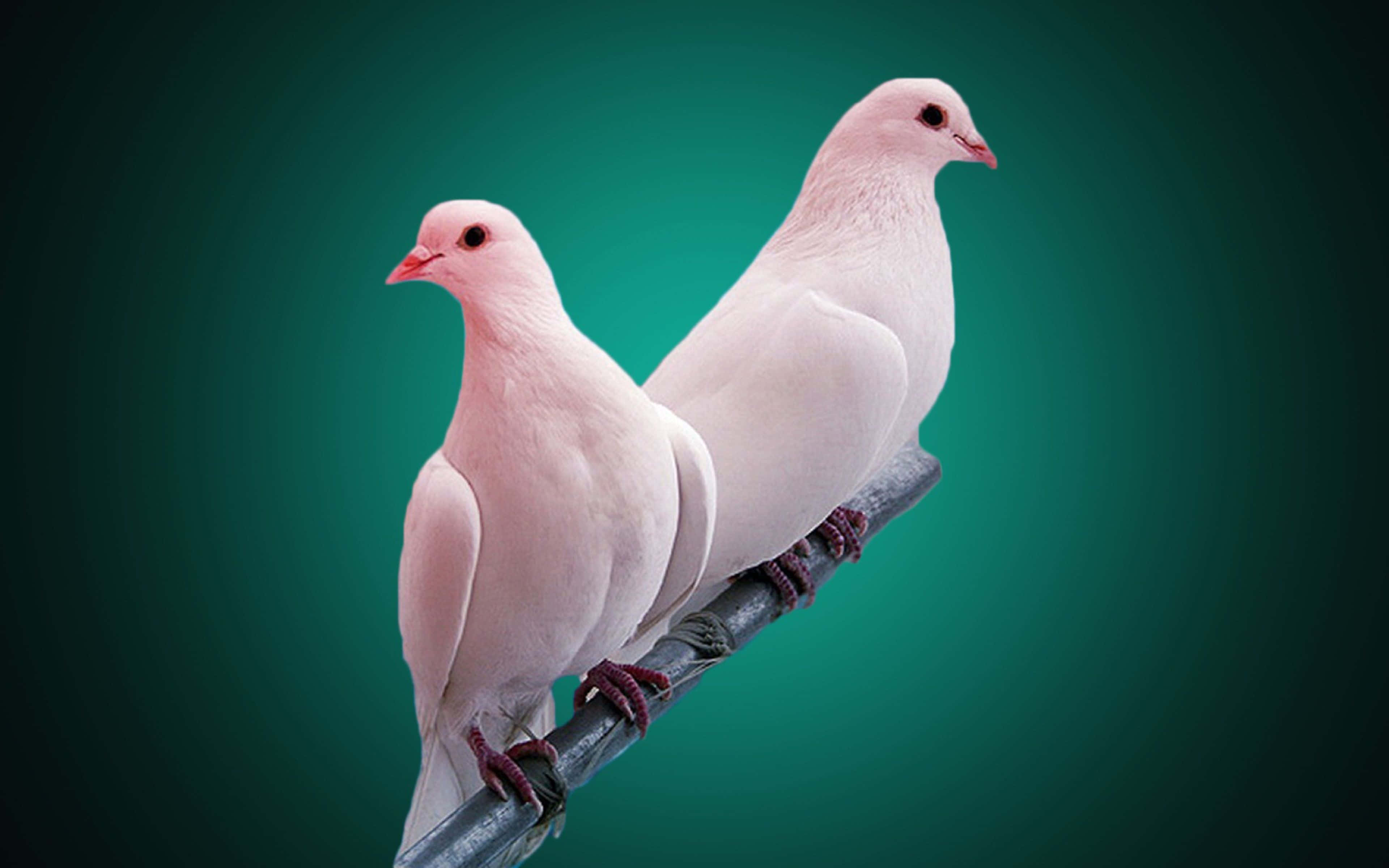 pigeon 桌布 壁紙 — 兩隻淡粉紅色的鴿子並排棲息在深色樹枝上，背景是深藍綠色漸變。