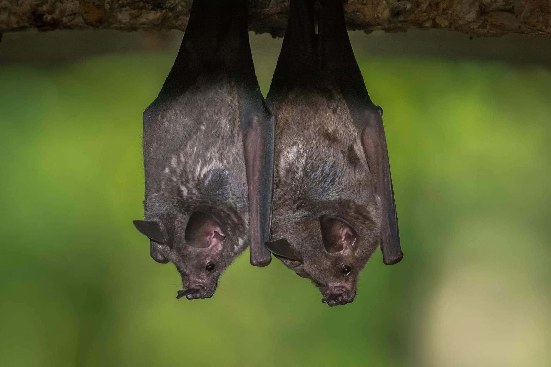 Bats 桌布 壁紙 — 兩隻深灰色蝙蝠倒掛在一條粗糙的樹枝上，背景是柔和的綠色模糊效果。
