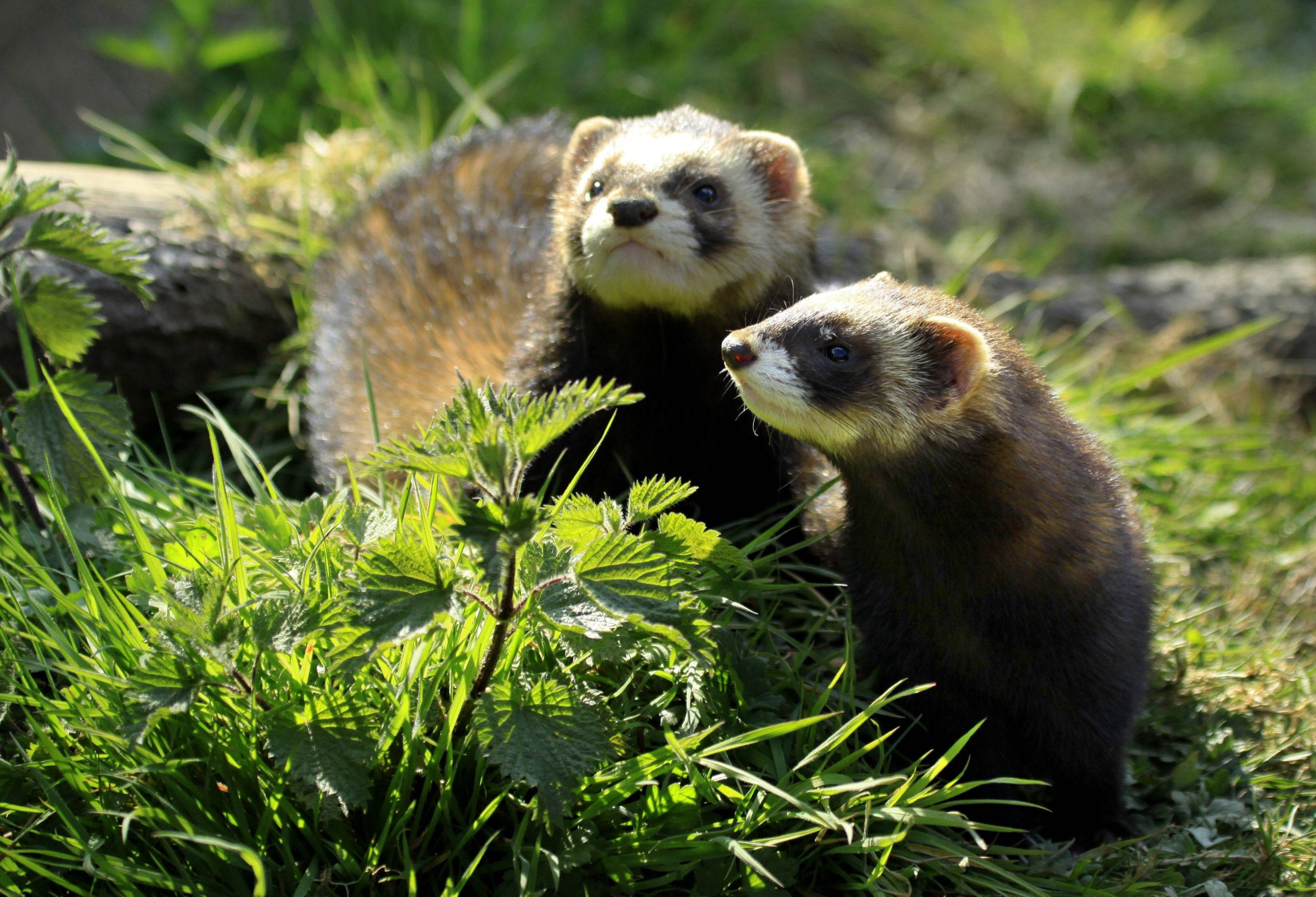 Ferret 桌布 壁紙 — 兩隻深色毛髮、白色臉頰的雪貂在明媚陽光下，從茂密的綠草中好奇地探出頭來。