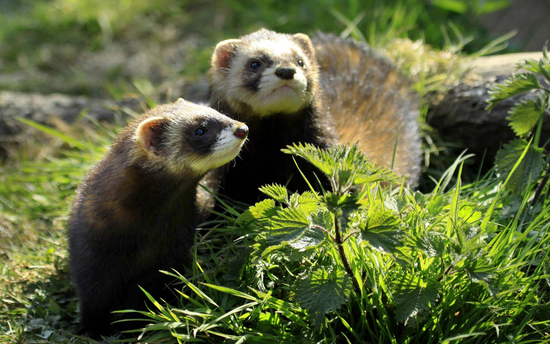 Ferret 桌布 壁紙 — 兩隻深色毛髮、白色臉頰的雪貂在明亮的陽光下，好奇地從茂密的綠草和蕁麻中探出頭來。