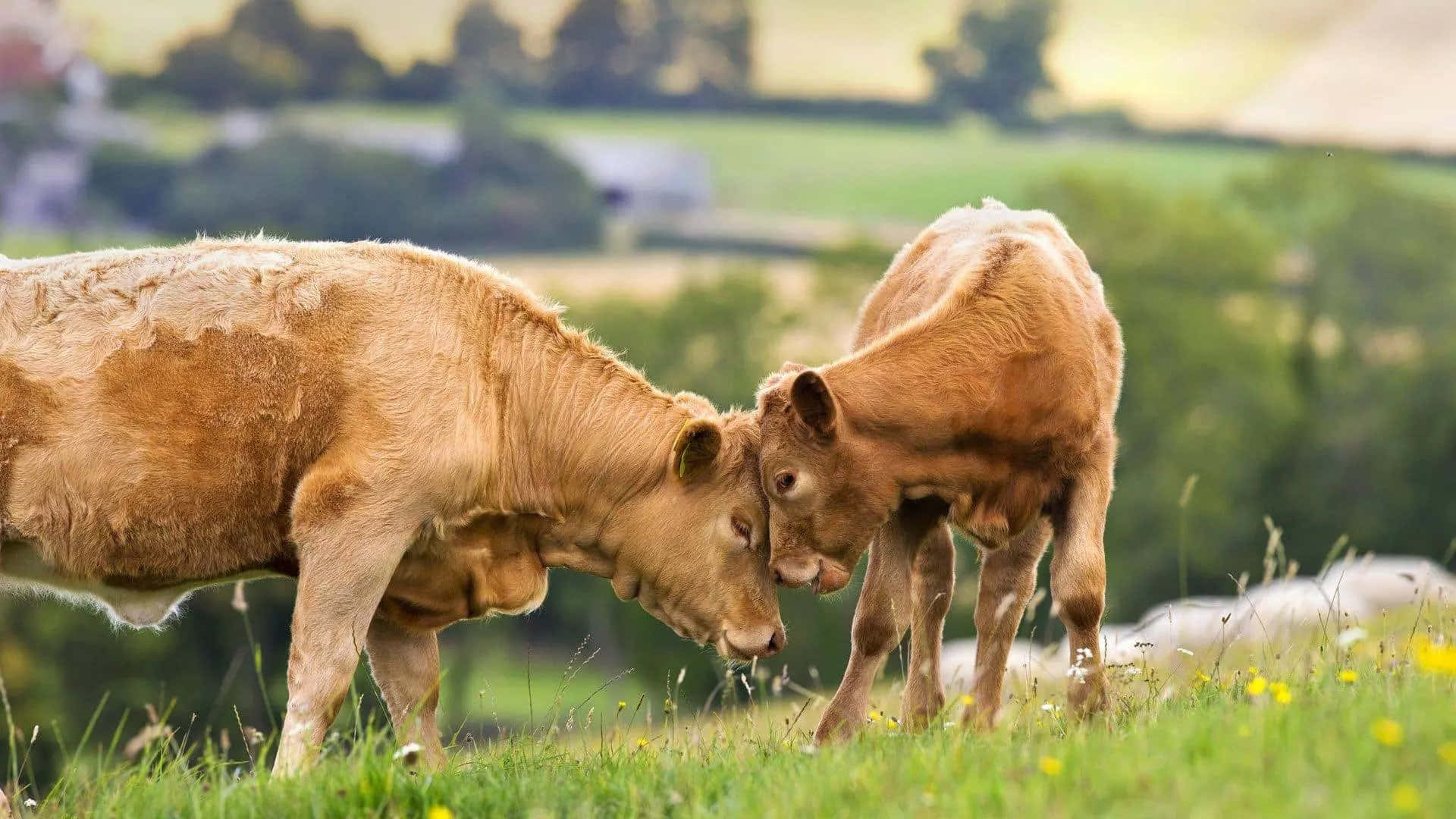 farm animals 桌布 壁紙 — 兩隻淺棕色的牛在陽光明媚、點綴著黃色野花的綠色牧場上互相依偎。