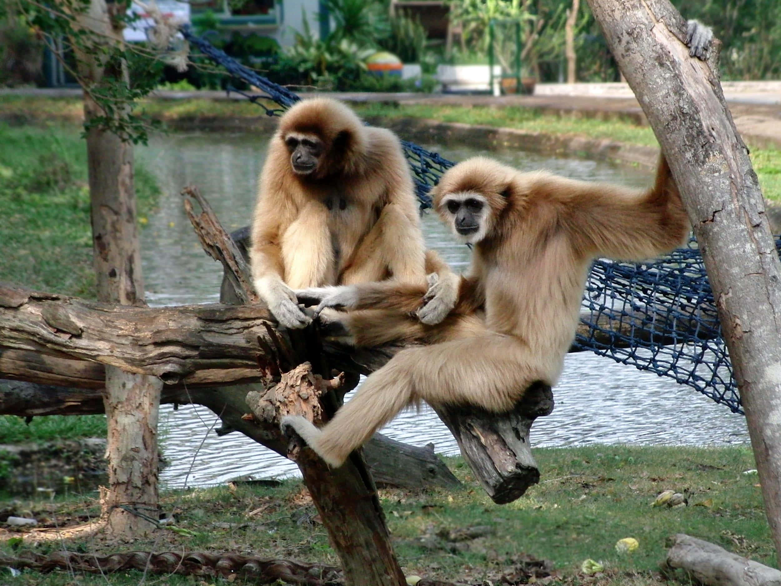 zoo 桌布 壁紙 — 兩隻淺棕色長臂猿放鬆地坐在一個翠綠圍欄內池塘附近的一根風化木頭上。