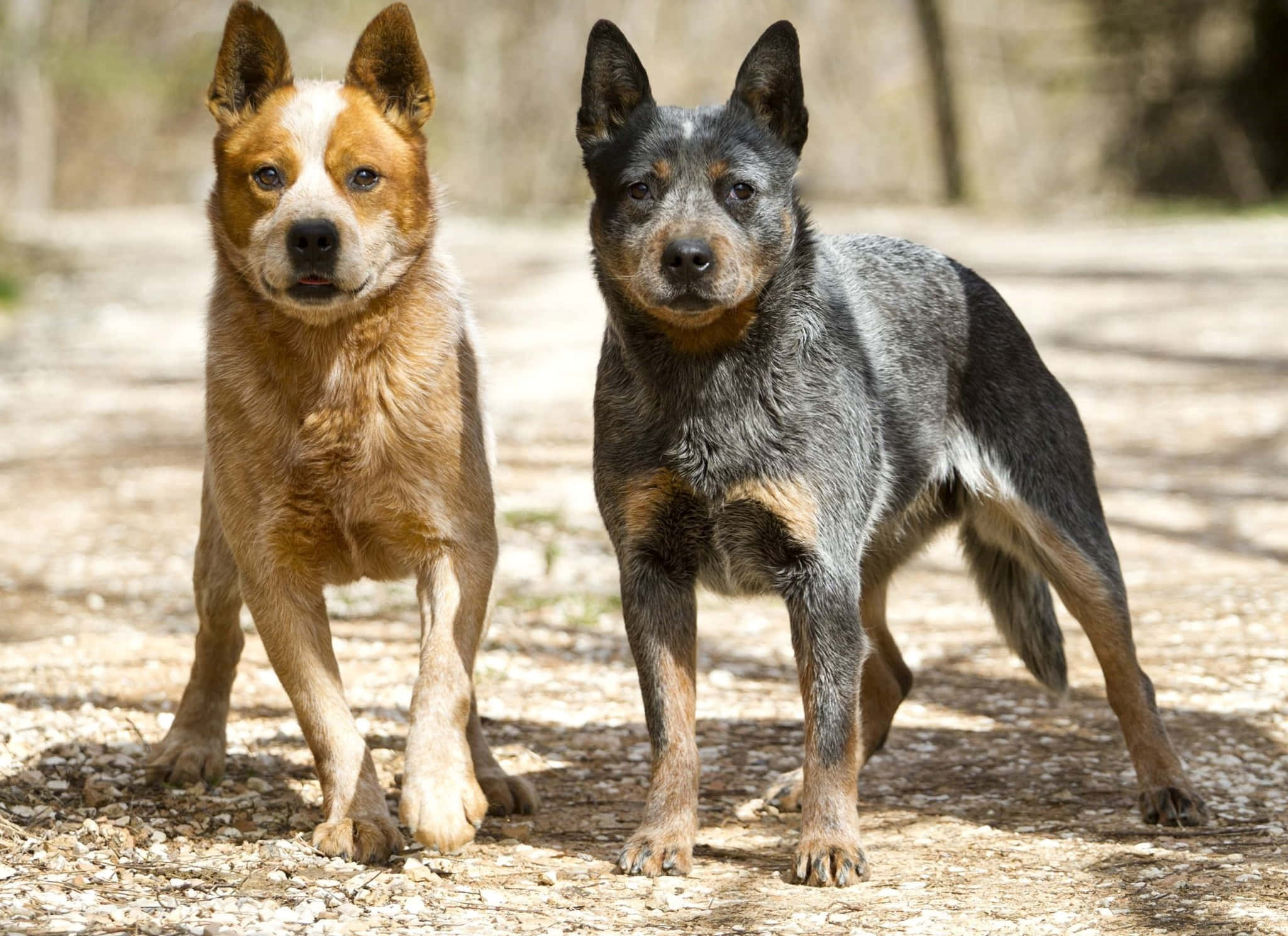 黑色 桌布 壁紙 — 兩隻澳洲牧牛犬警覺地站在一條陽光普照的碎石路上，身後樹木投下斑駁的陰影。