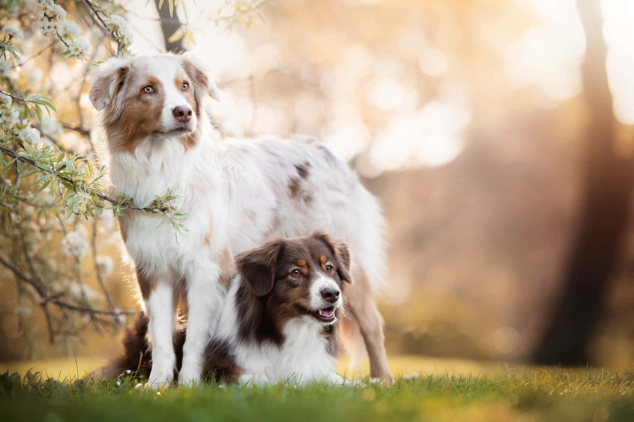 狗 桌布 壁紙 — 兩隻澳洲牧羊犬，一隻站立一隻坐著，在金色陽光下盛開的白色樹枝下。