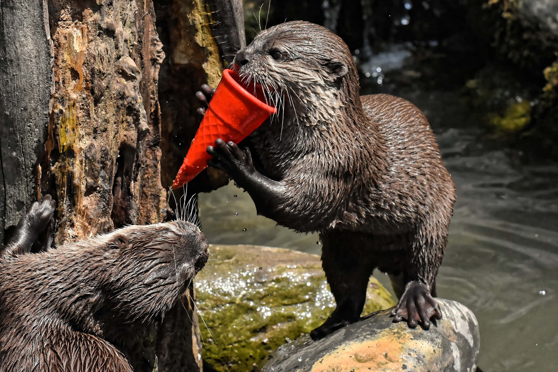 Otter 桌布 壁紙 — 兩隻濕漉漉的水獺在水邊互動，一隻拿著紅色冰淇淋甜筒，另一隻好奇地看著。
