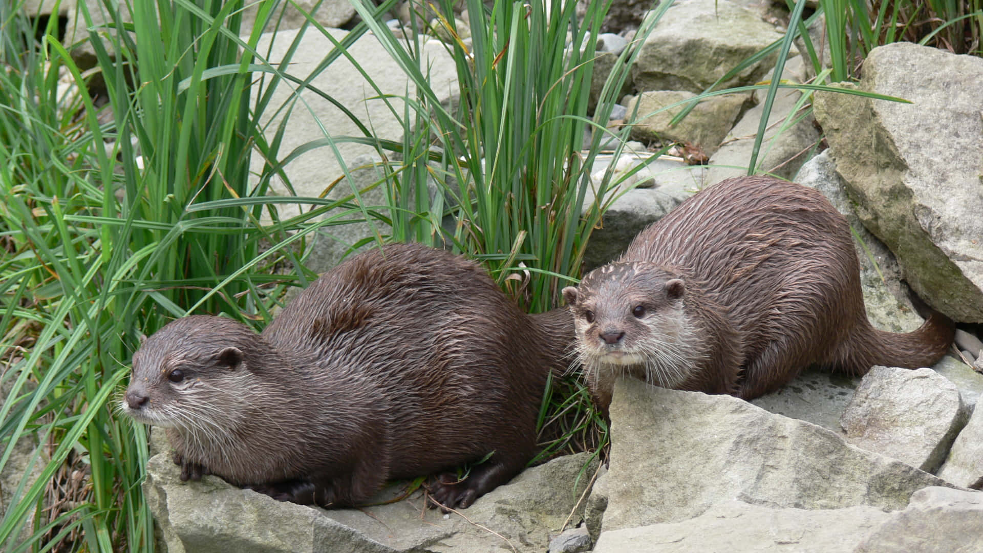 Otter 桌布 壁紙 — 兩隻濕漉漉的水獺在自然棲息地中，在灰色岩石上休息，旁邊是高高的綠色蘆葦。