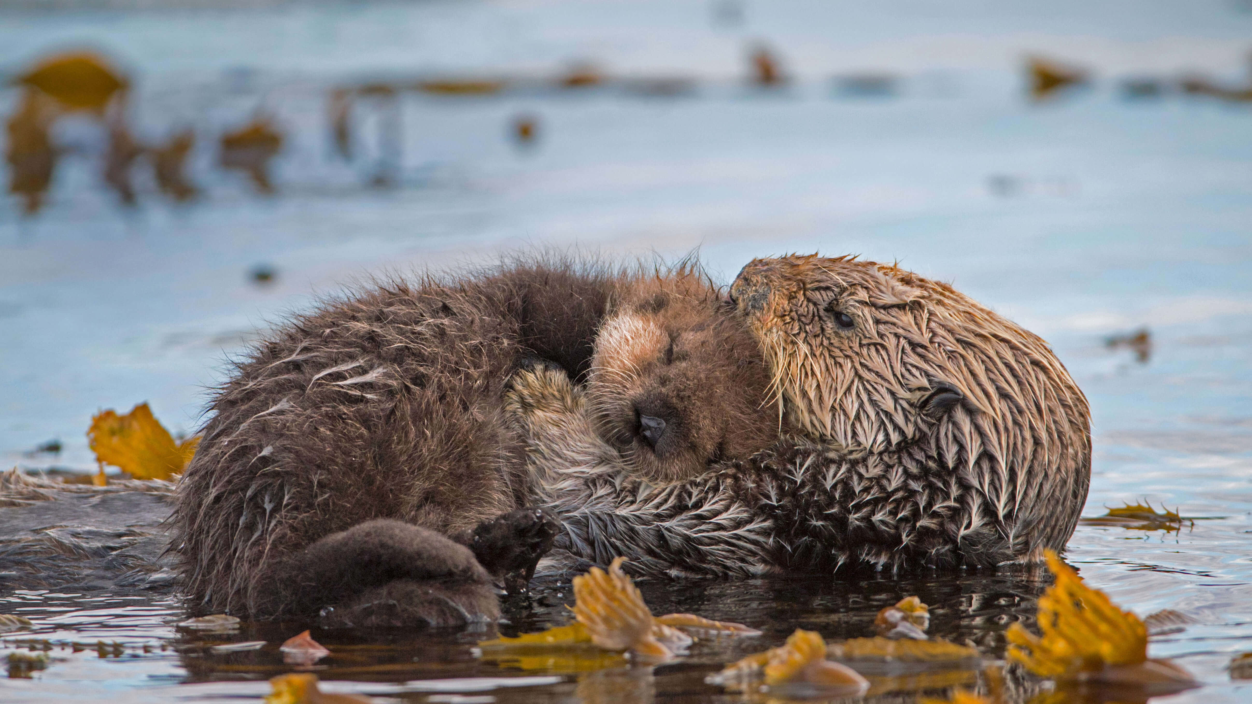 Otter 桌布 壁紙 — 兩隻濕透的水獺在淺水中依偎，周圍漂浮著黃色海藻。