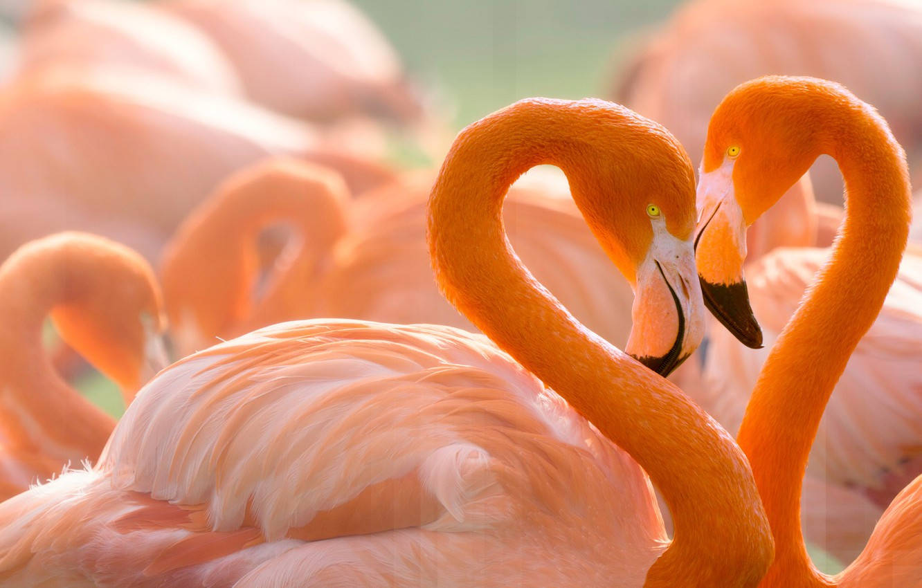birds 桌布 壁紙 — 兩隻火鶴以彎曲的頸部形成心形，背景是柔和的粉紅色模糊效果。