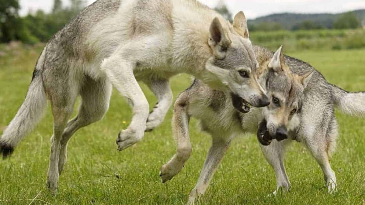 wolfdog 桌布 壁紙 — 兩隻灰狼在陰天的天空下，在充滿活力的綠色草地上跳躍和扭打。