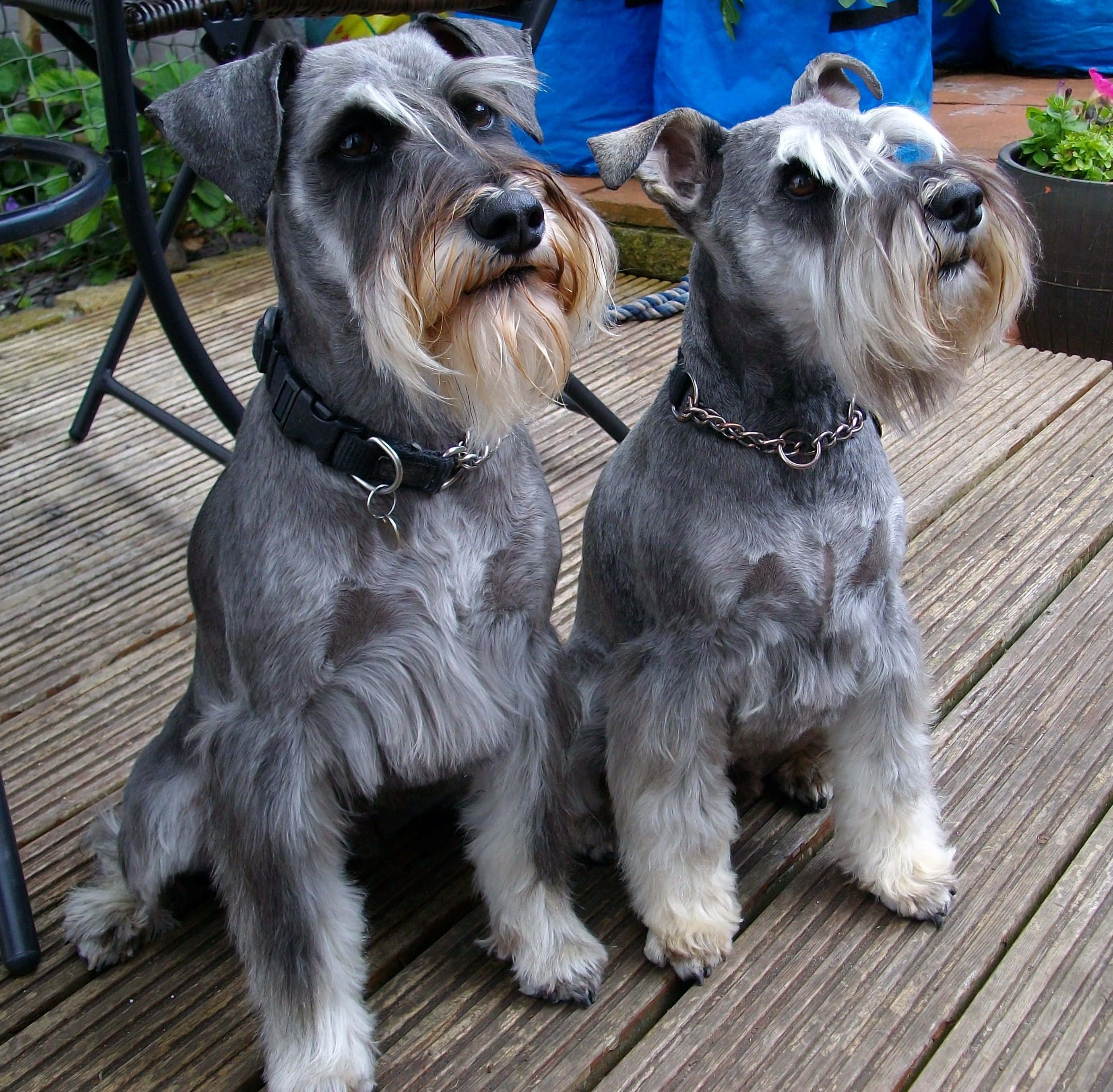 Schnauzer 桌布 壁紙 — 兩隻灰色和棕色的雪納瑞警覺地坐在風化的木甲板上，背景有綠植和藍色垃圾桶。