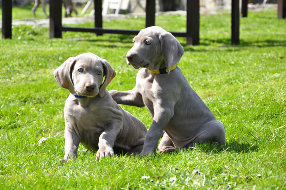 Weimaraner 桌布 壁紙 — 兩隻灰色威瑪獵犬幼犬在明亮陽光下於充滿活力的綠草上嬉戲互動。