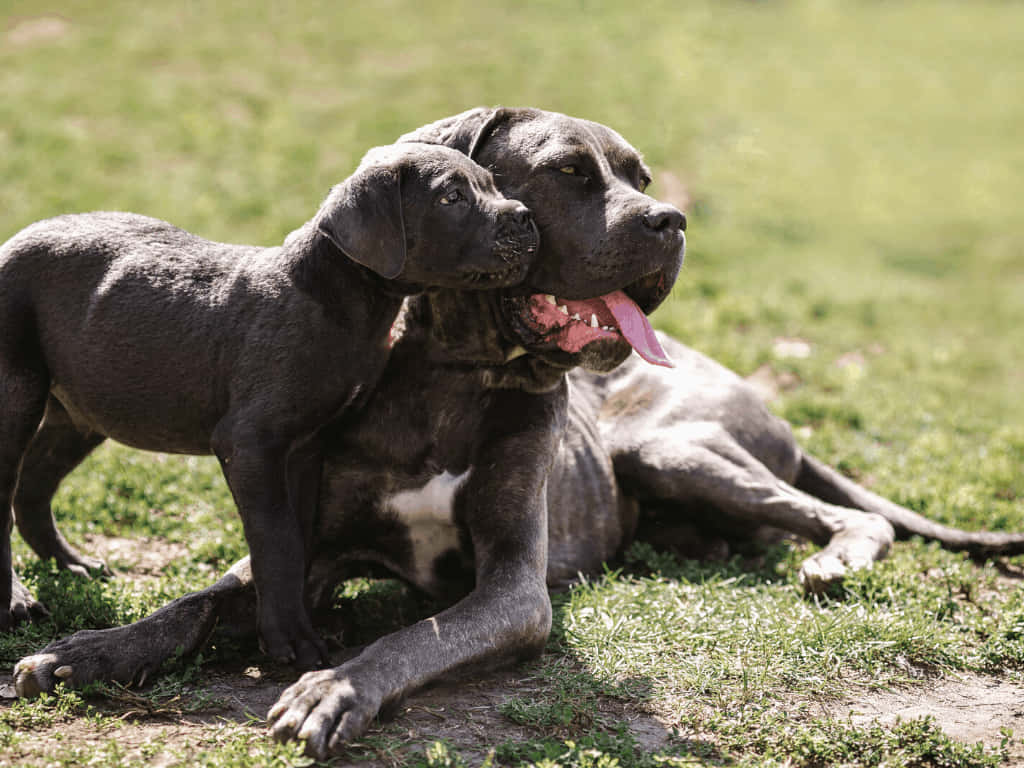 卡斯羅犬 桌布 壁紙 — 兩隻灰色的Cane Corso幼犬在陽光照耀的綠色草地上互動玩耍，一隻站著用鼻子蹭另一隻躺著伸舌喘氣的幼犬。