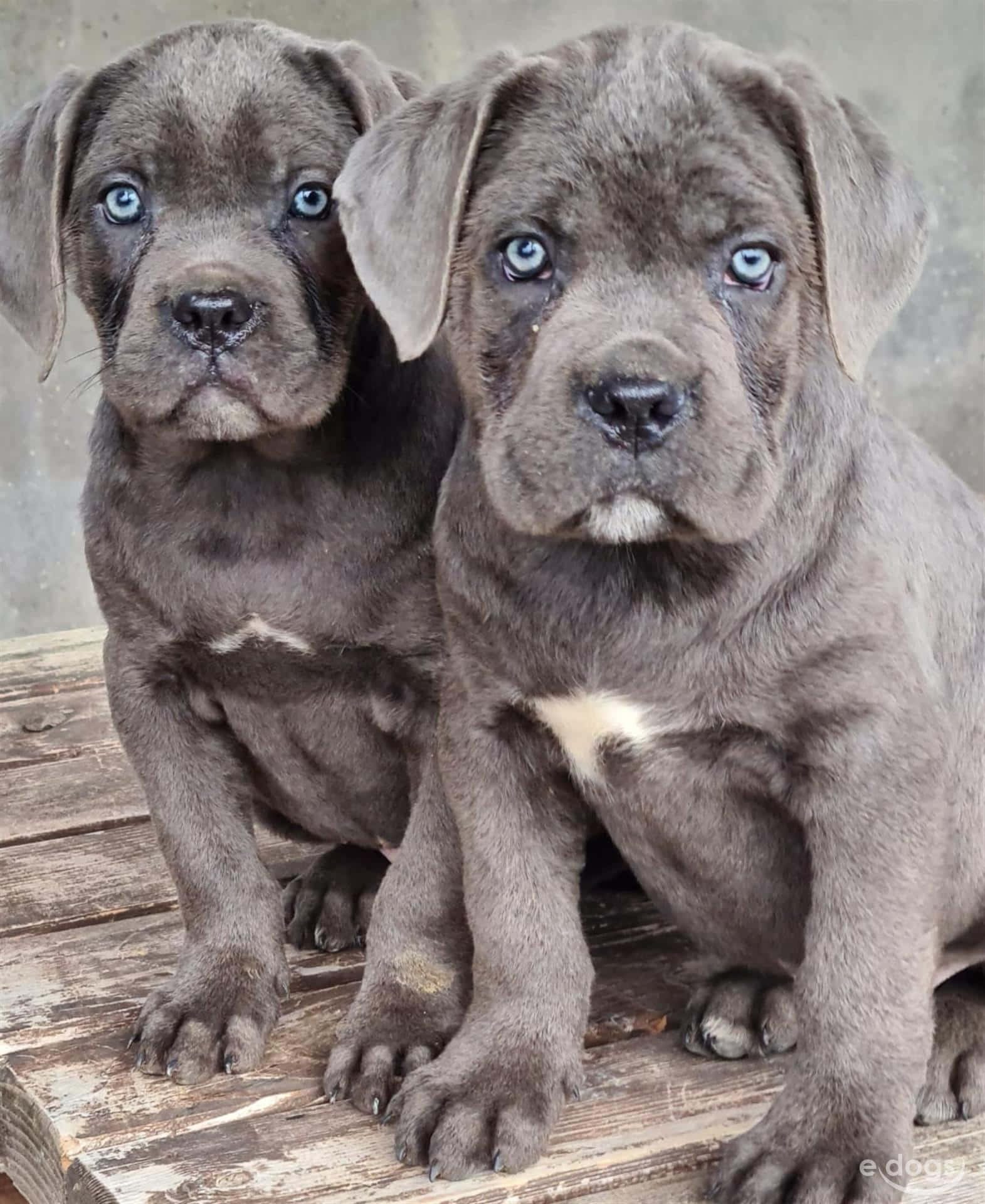 卡斯羅犬 桌布 壁紙 — 兩隻灰色的Cane Corso幼犬，有著引人注目的藍色眼睛，專注地坐在風化的木板上。