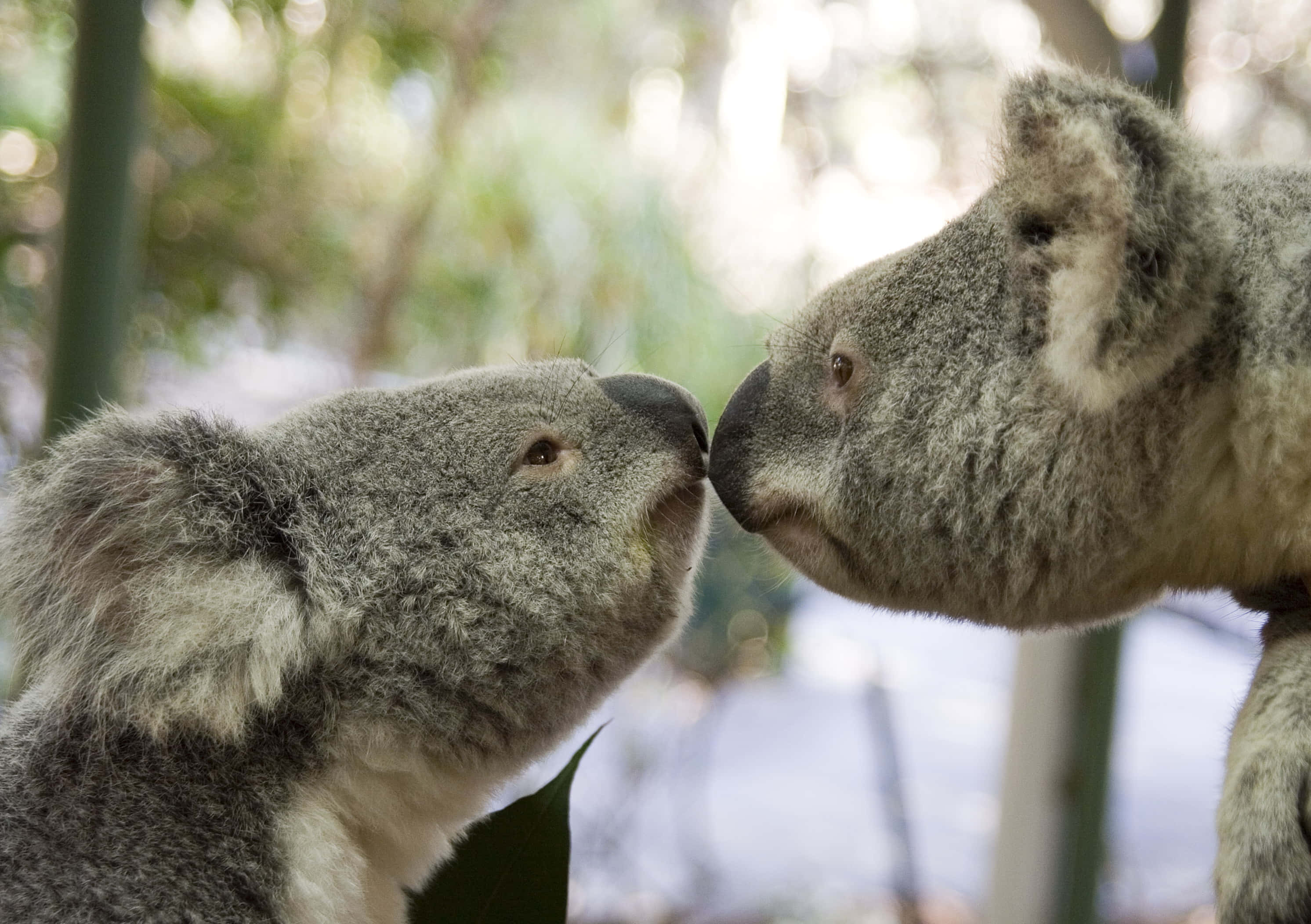 Koala 桌布 壁紙 — 兩隻無尾熊在陽光照耀的森林樹葉中溫柔地碰鼻。