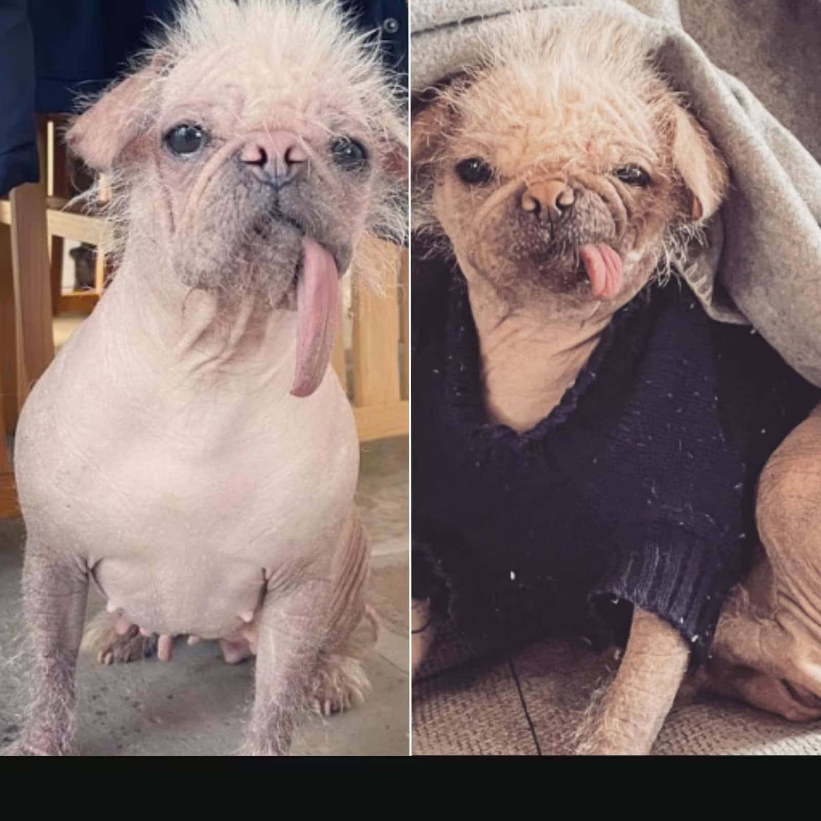 Tongue Out 桌布 壁紙 — 兩隻無毛的巴哥犬，皮膚皺紋，舌頭伸出，其中一隻穿著毛衣在毯子下面。