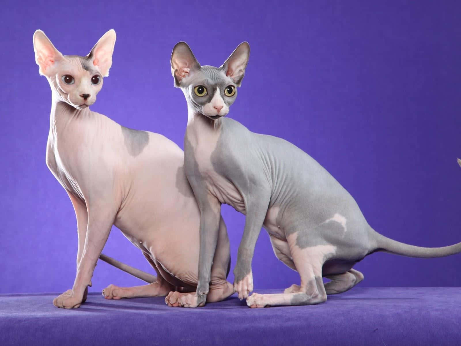 Sphynx 桌布 壁紙 — 兩隻無毛的斯芬克斯貓，有大耳朵和充滿表情的眼睛，在純紫色背景前擺姿勢。