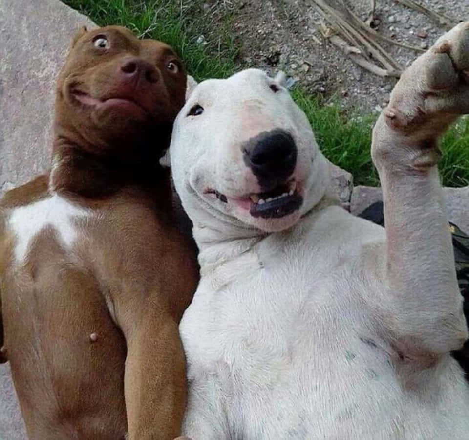 Funny Dog 桌布 壁紙 — 兩隻牛頭梗，一棕一白，在戶外擺出俏皮的姿勢，表情呆萌，一隻爪子抬起。