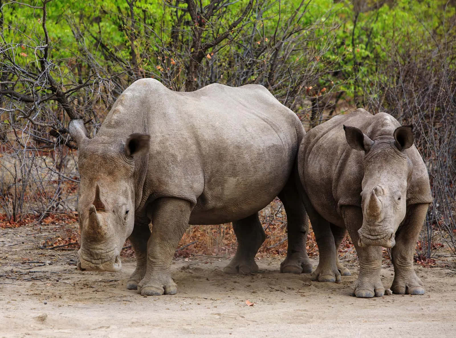 rhino 桌布 壁紙 — 兩隻犀牛並肩站在塵土飛揚的地面上，周圍是綠色和棕色的灌木叢，處於自然棲息地。