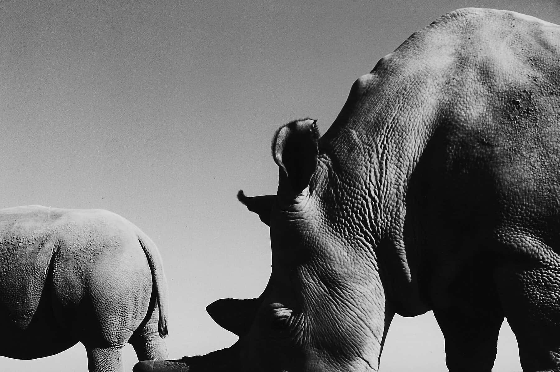 Rhinoceros 桌布 壁紙 — 兩隻犀牛在廣闊開闊天空的襯托下形成剪影的戲劇性黑白特寫。