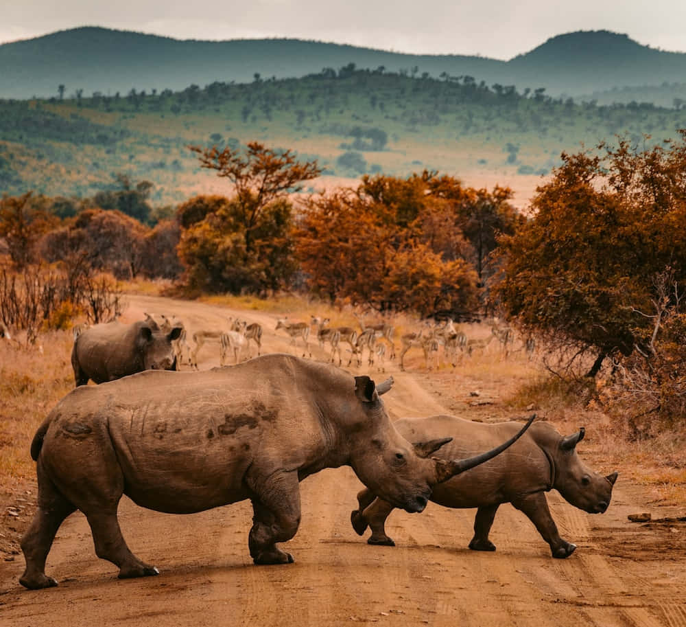rhino 桌布 壁紙 — 兩隻犀牛沿著一條塵土飛揚的小路穿過一片有橙色樹木和遠處山丘的稀樹草原，天空多雲。