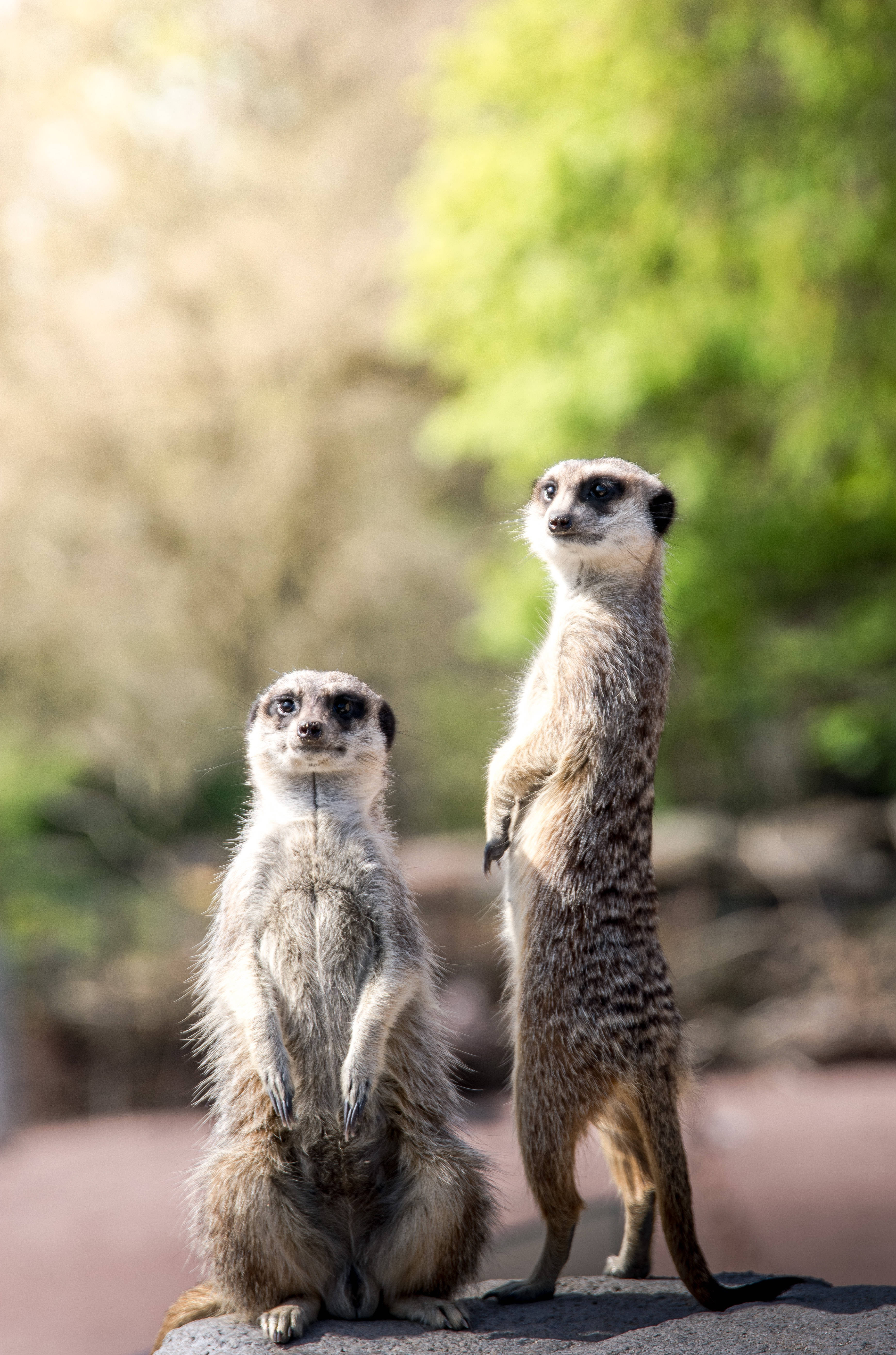 動物 桌布 壁紙 — 兩隻狐獴警覺地站在岩石上，一隻坐著，一隻站著，背景是柔和模糊的綠色和米色。