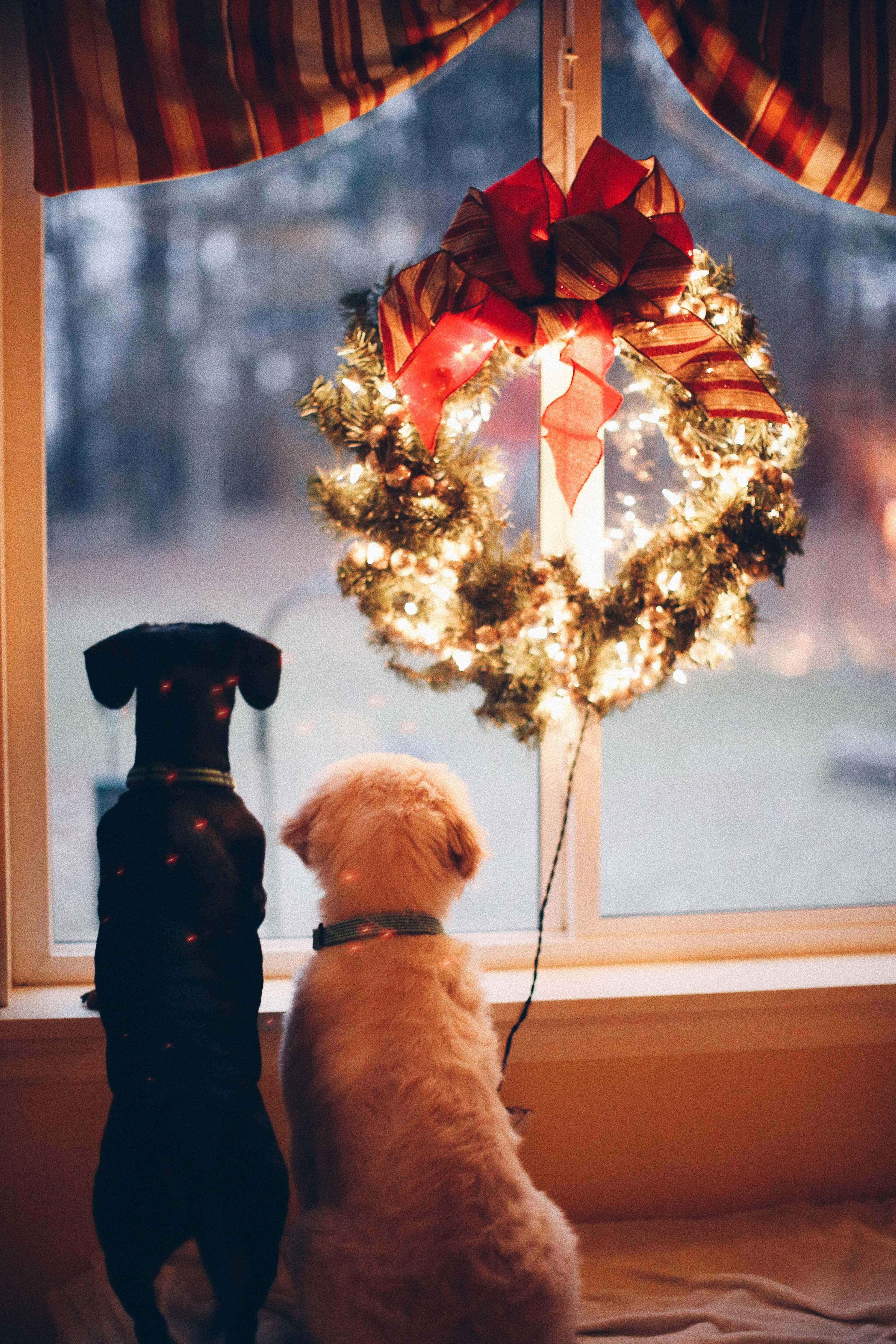 Christmas Scene 桌布 壁紙 — 兩隻狗坐在窗邊，凝視著一個閃爍的聖誕花環，上面裝飾著紅色蝴蝶結和閃爍的燈光。