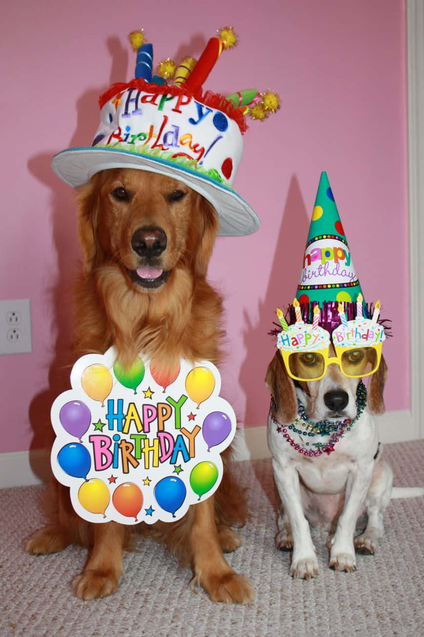 狗 桌布 壁紙 — 兩隻狗戴著生日帽和配飾，在室內對著粉紅色的牆壁愉快地擺姿勢。