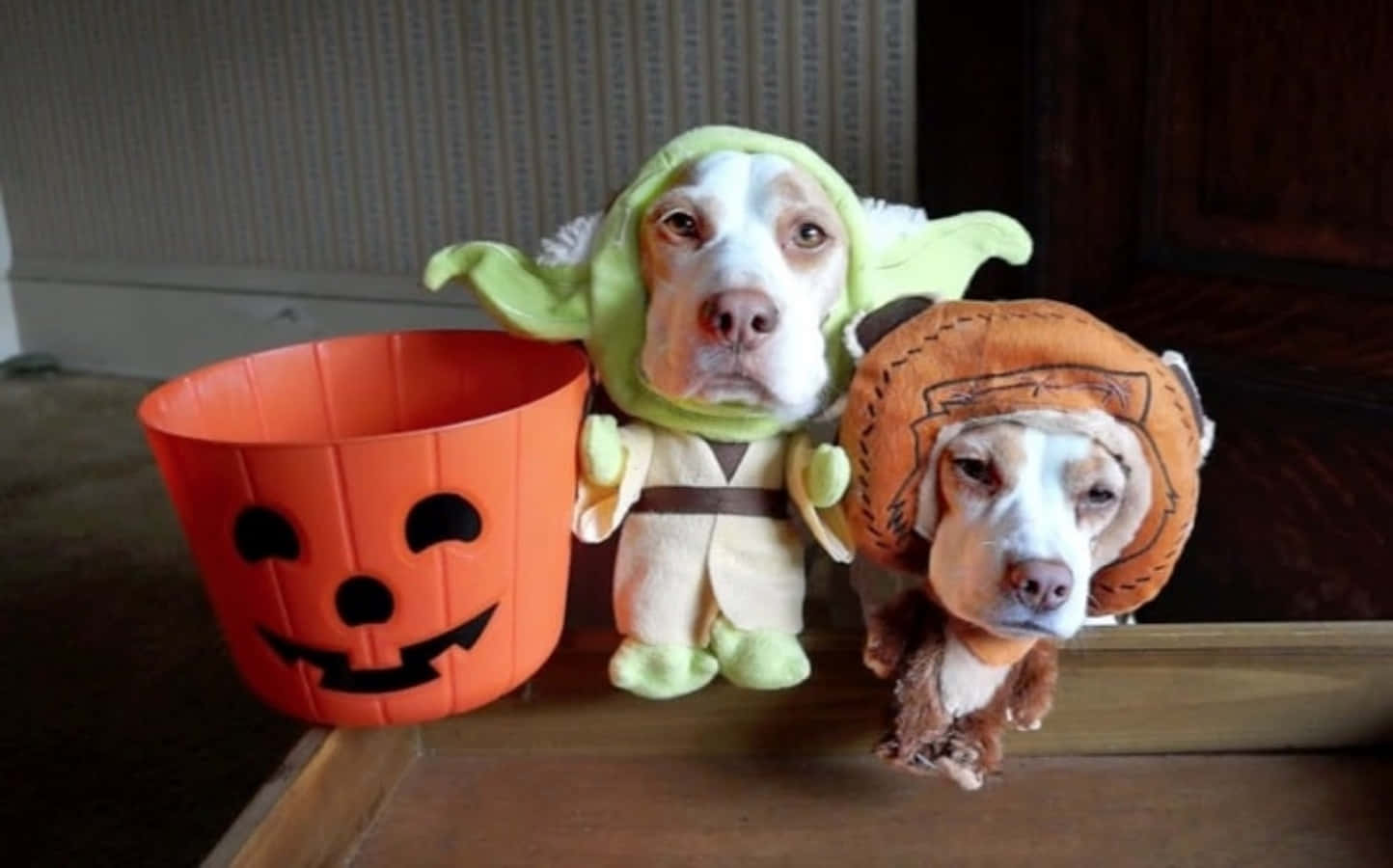 Funny Dog 桌布 壁紙 — 兩隻狗打扮成星際大戰角色，室內站在一個橙色南瓜桶旁邊。