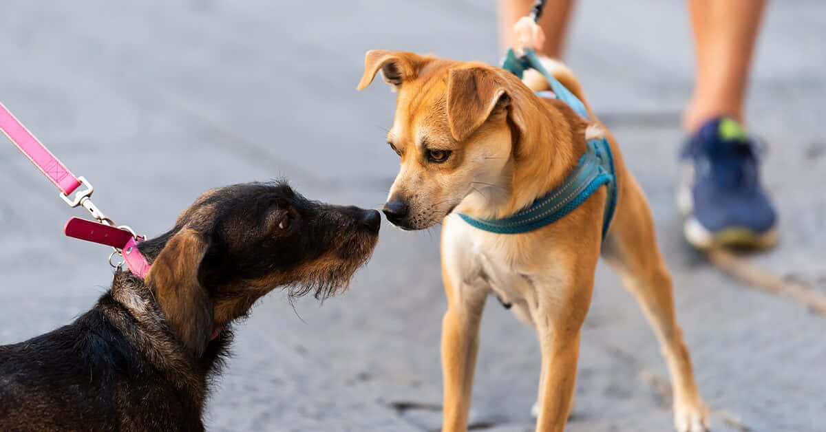 寵物動圖 桌布 壁紙 — 兩隻狗用皮帶牽著，在鋪砌的人行道上互相碰鼻子，一個人走在牠們後面。
