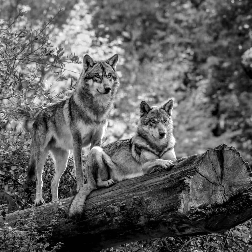 Wolf Photography 桌布 壁紙 — 兩隻狼，一隻站立，一隻在森林中的木頭上休息，以引人注目的黑白影像捕捉。