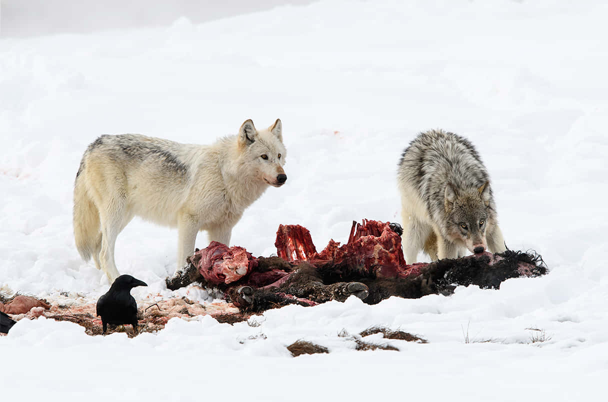 Hunting Wolves 桌布 壁紙 — 兩隻狼和一隻烏鴉在陰天下的雪地荒野中進食一具屍體。