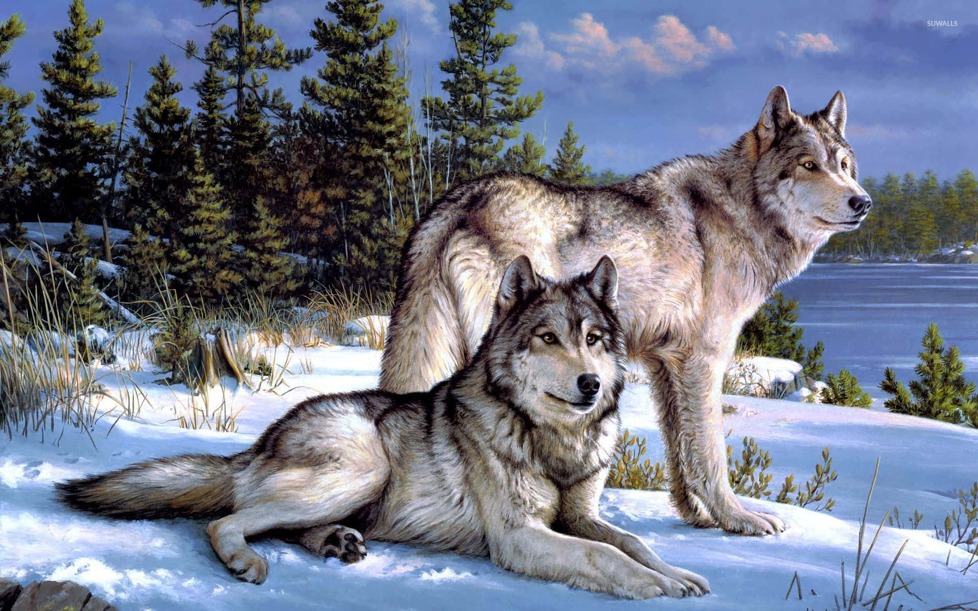 Wolf In Forest 桌布 壁紙 — 兩隻狼在多雲的藍天下，在結冰的湖邊積雪的冬季樹林中休息。