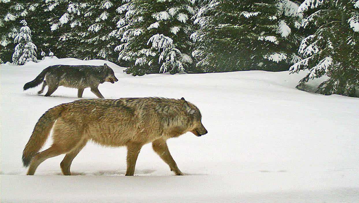 Hunting Wolves 桌布 壁紙 — 兩隻狼在寂靜的冬季森林中，穿過積雪深厚的雪地，走在掛滿雪的常青樹下。