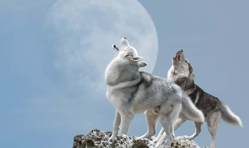 wolfdog 桌布 壁紙 — 兩隻狼在岩石山峰上，在寧靜的暮色天空中一輪巨大的發光月亮下向上嚎叫。