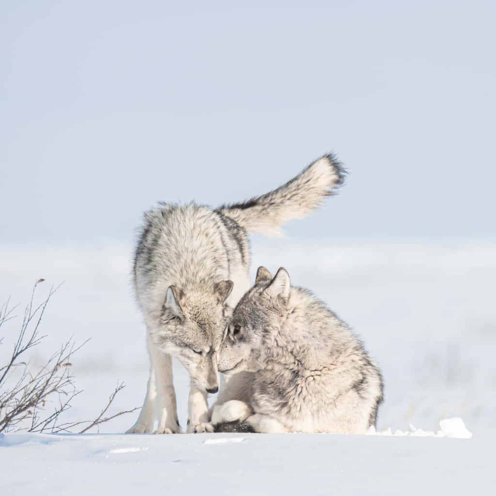 Wolf In Snow 桌布 壁紙 — 兩隻狼在廣闊的雪地上，在蒼白的冬日天空下親暱地依偎著。